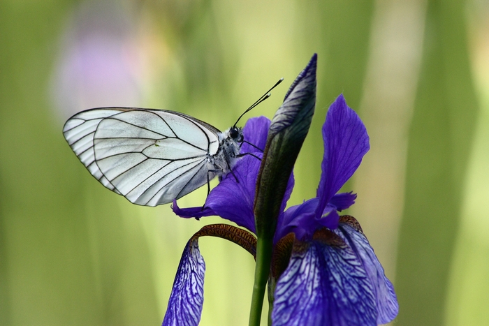 iris e farfalle